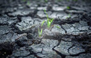 A Importância da Resiliência organizacional na Gestão de Riscos